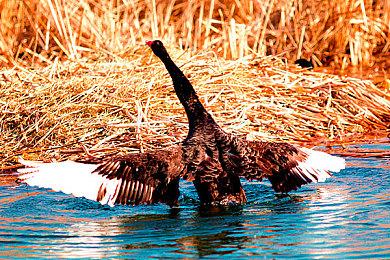 国产《致命解药》将有合作模式 美女们一起打僵尸