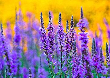 《第一后裔》×《猎天使魔女》联动定档11月6日